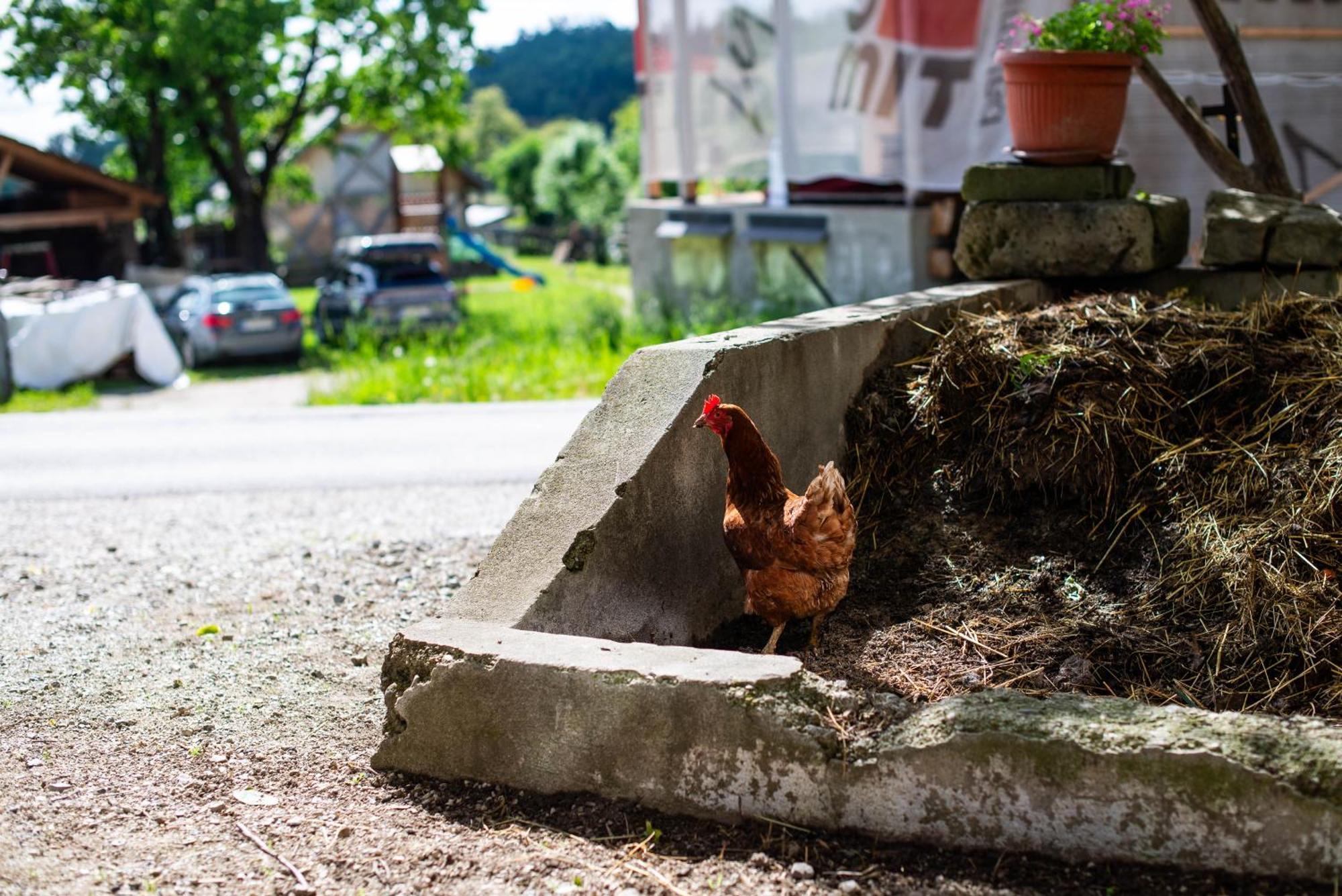 Turisticna Kmetija Grabnar Villa Bled Kültér fotó