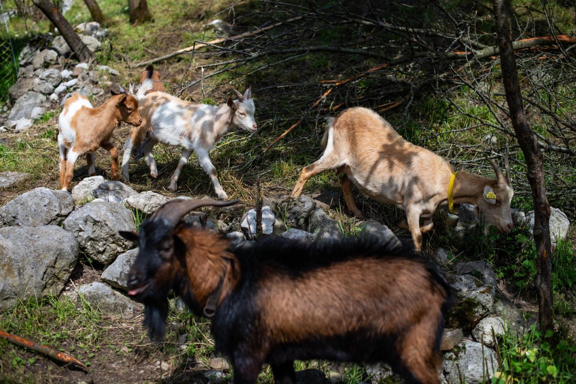 Turisticna Kmetija Grabnar Villa Bled Kültér fotó