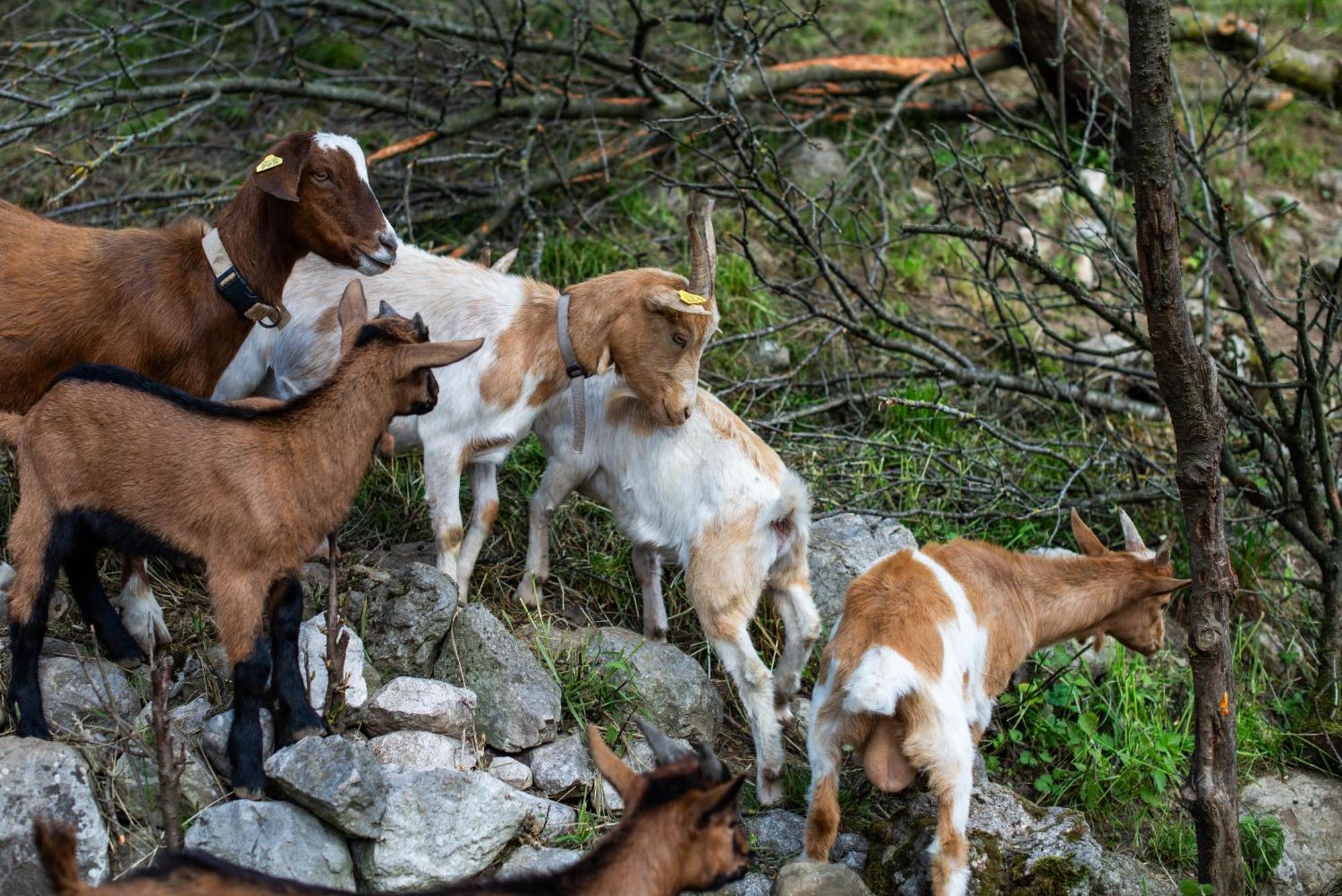 Turisticna Kmetija Grabnar Villa Bled Kültér fotó