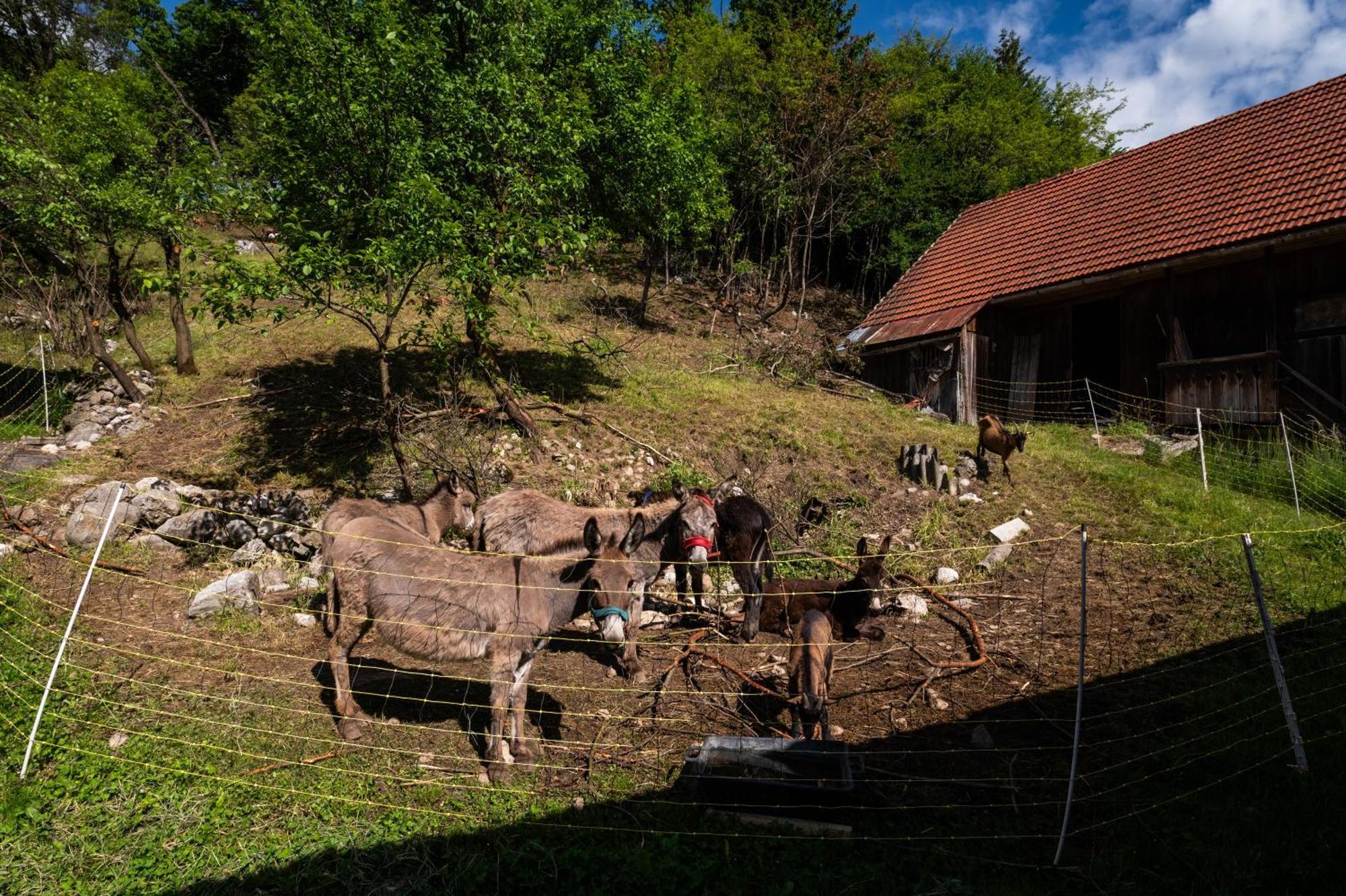 Turisticna Kmetija Grabnar Villa Bled Kültér fotó